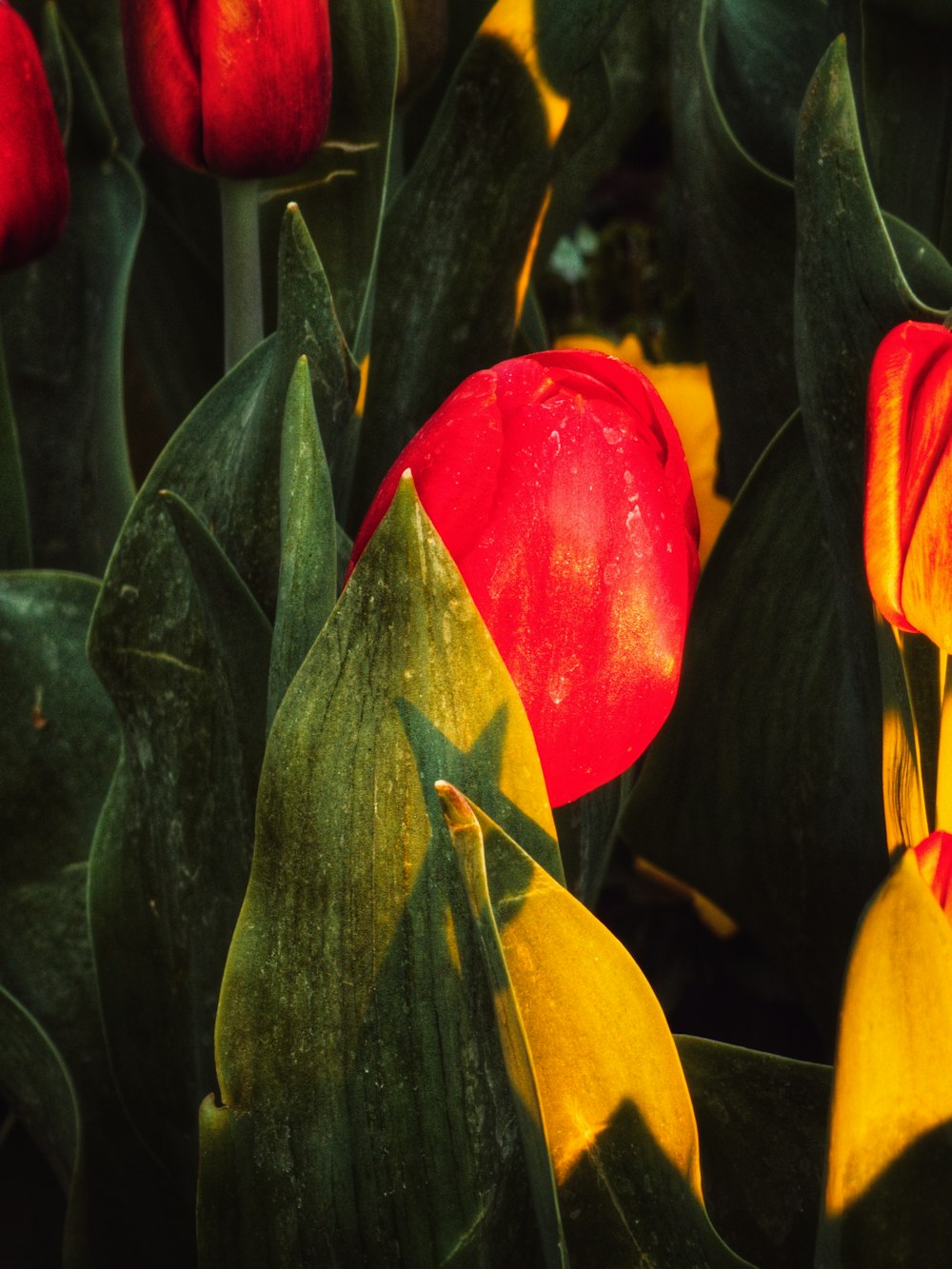 a group of red and yellow flowers with green leaves