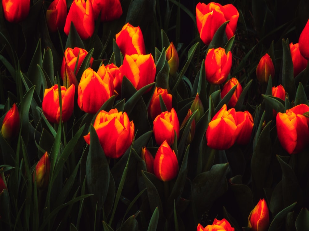 a bunch of red and yellow tulips in a field