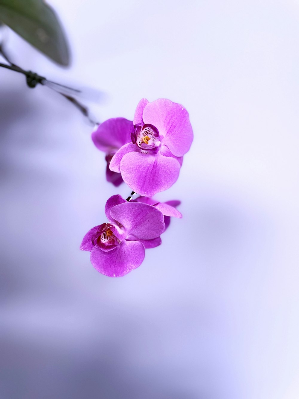 a couple of purple flowers sitting on top of a table