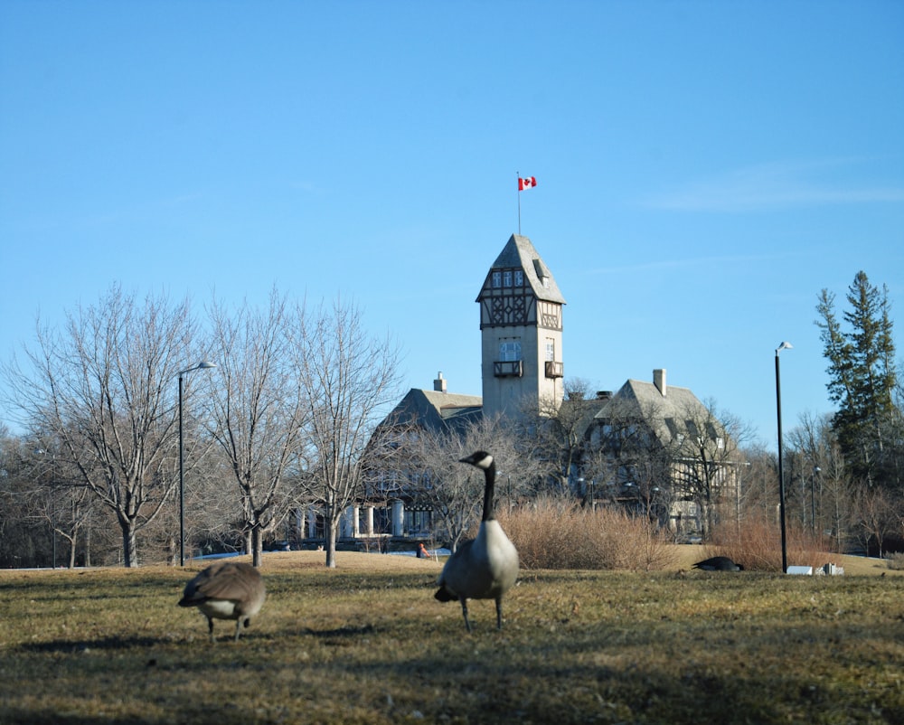 a couple of birds standing on top of a grass covered field