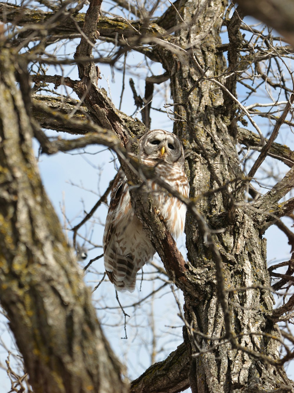 an owl is perched in a tree with no leaves