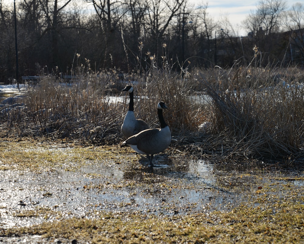 a couple of ducks standing on top of a puddle of water