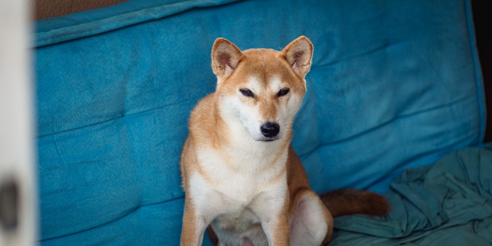 a brown and white dog sitting on top of a blue couch