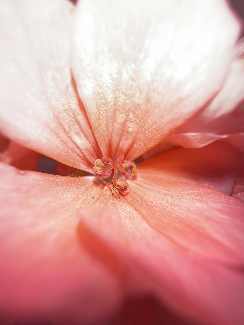 a close up of a pink flower with water droplets