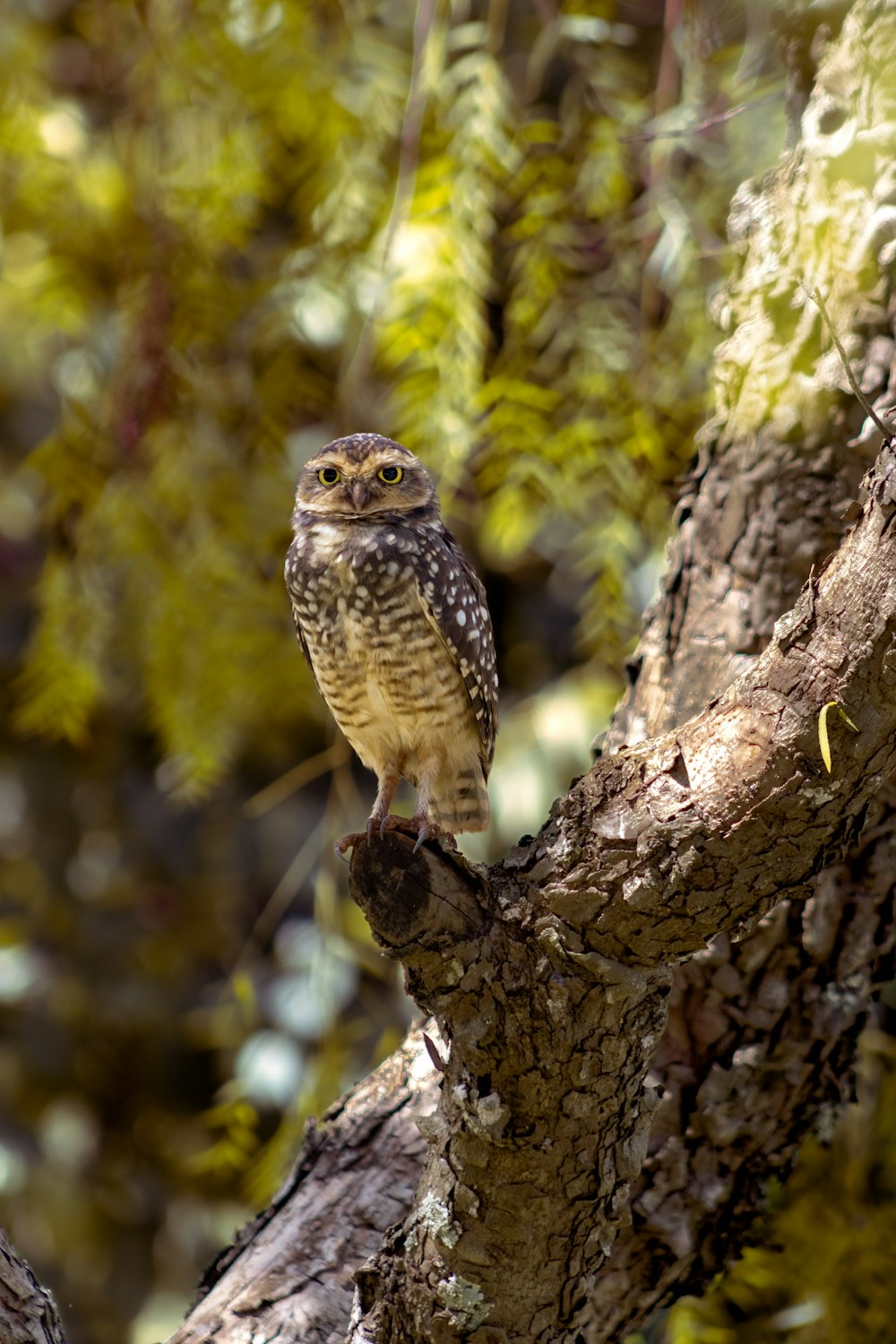 a small owl perched on a tree branch