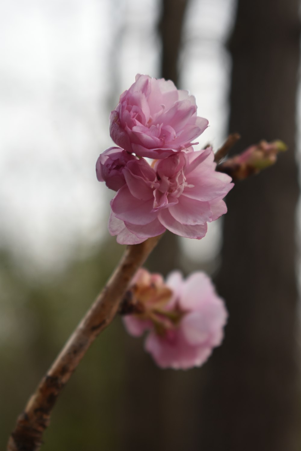 a pink flower on a tree branch in a forest