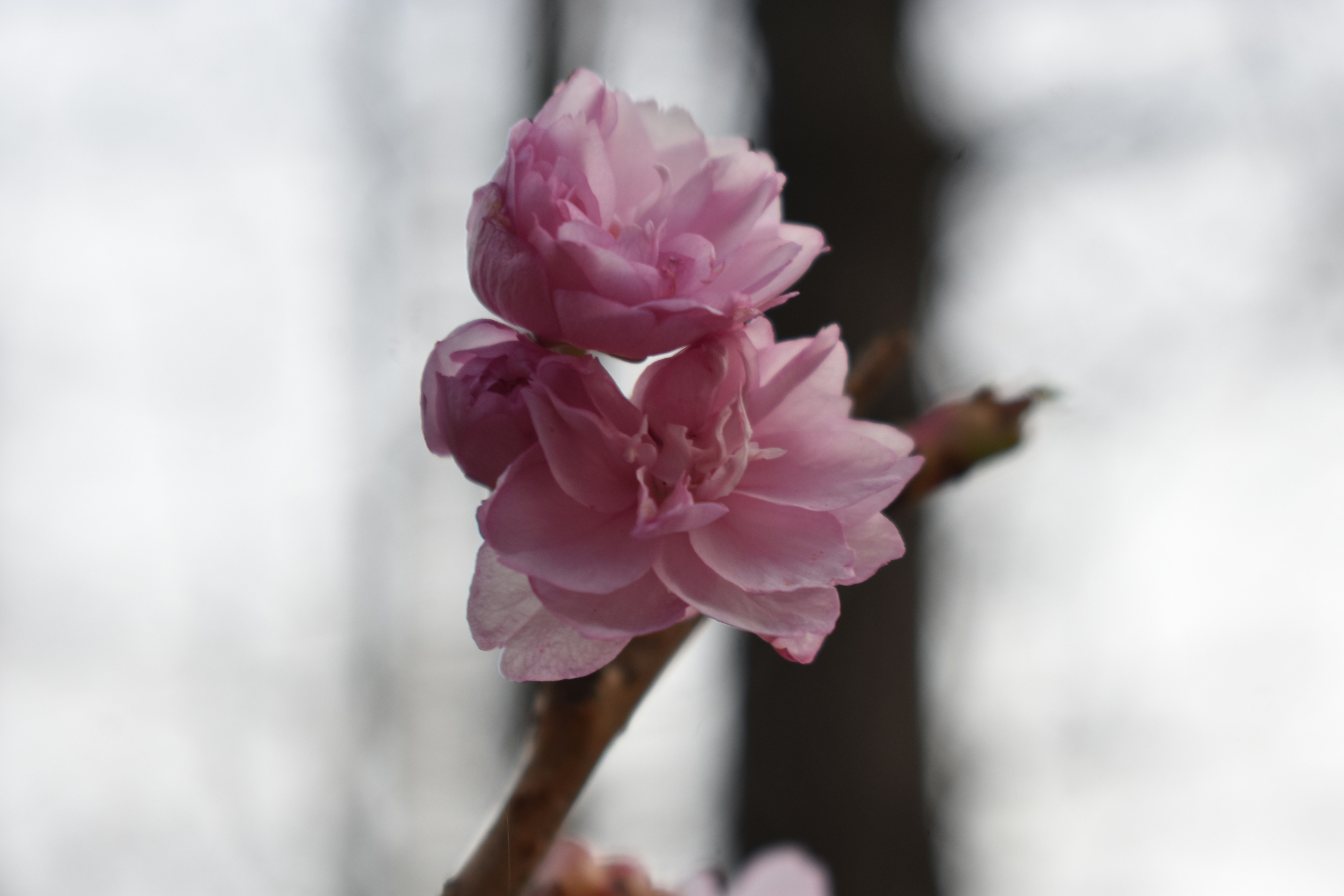 Photo by audrivangores