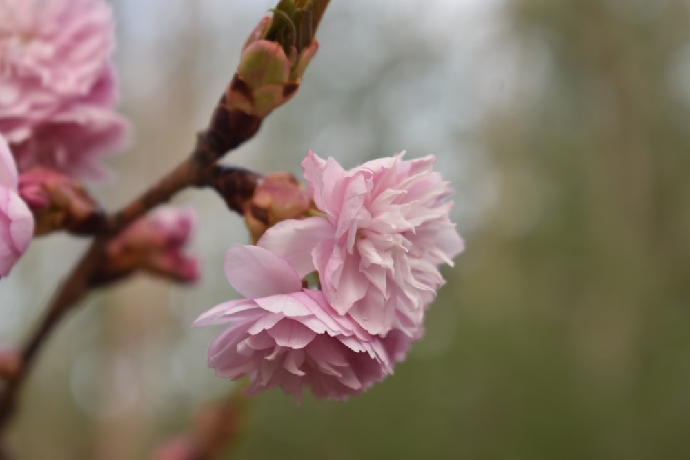 a close up of pink flowers on a tree branch