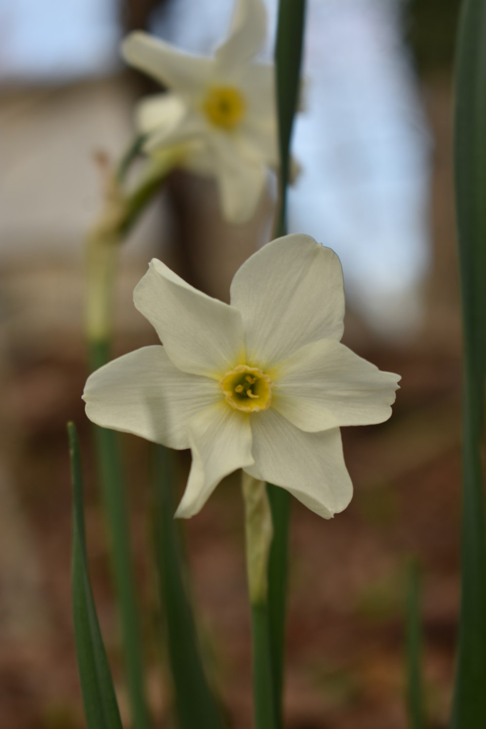 a couple of white flowers sitting next to each other