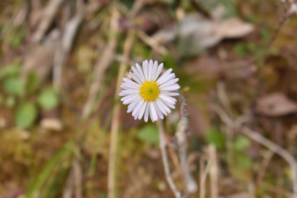 eine kleine weiße Blüte mit einem gelben Zentrum