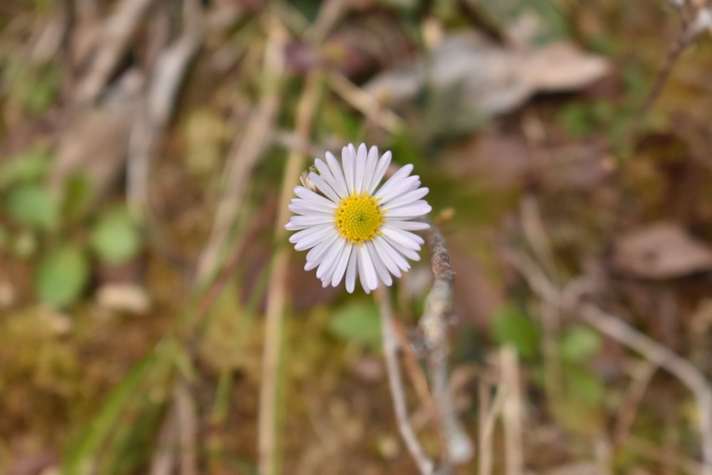 uma pequena flor branca com um centro amarelo