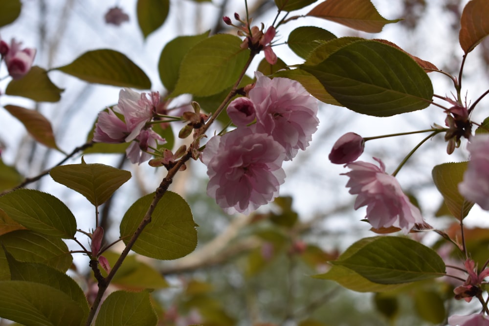 a branch with pink flowers and green leaves