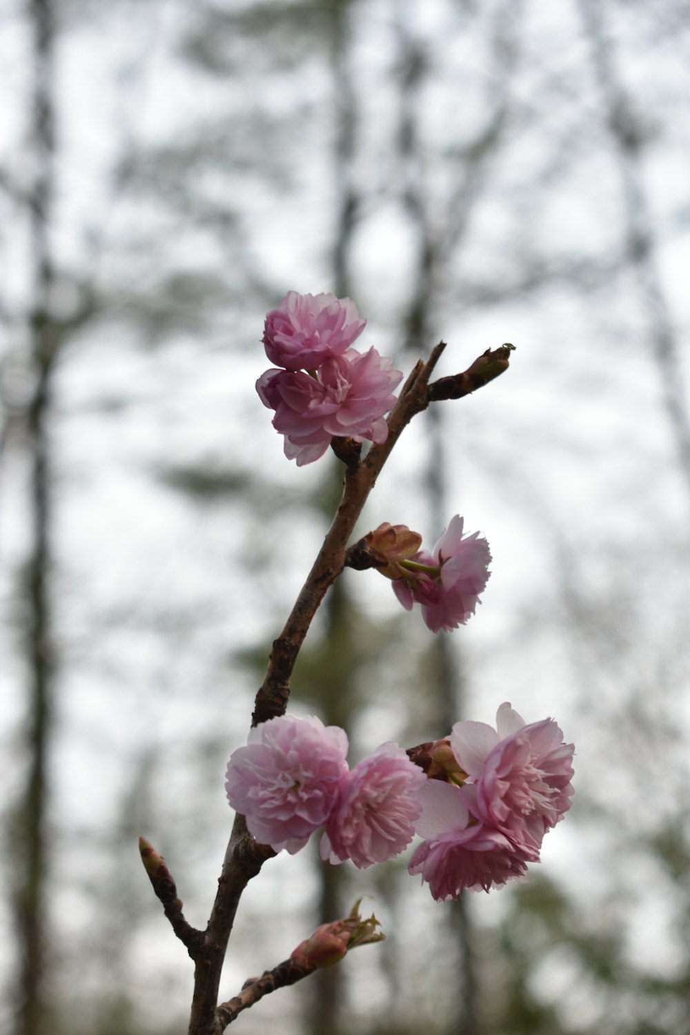 a branch with pink flowers in front of some trees