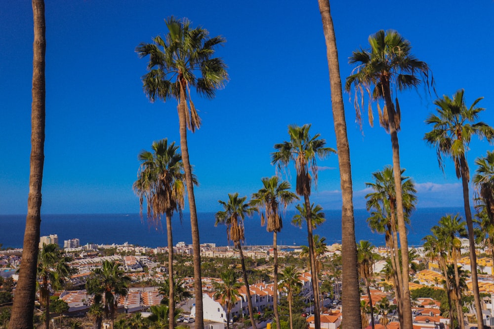 a view of a city with palm trees and the ocean in the background