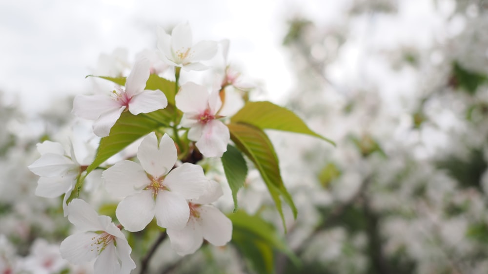 um close up de algumas flores brancas em uma árvore