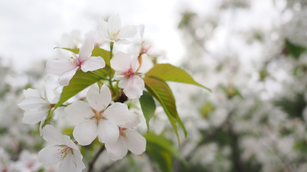 a close up of some white flowers on a tree