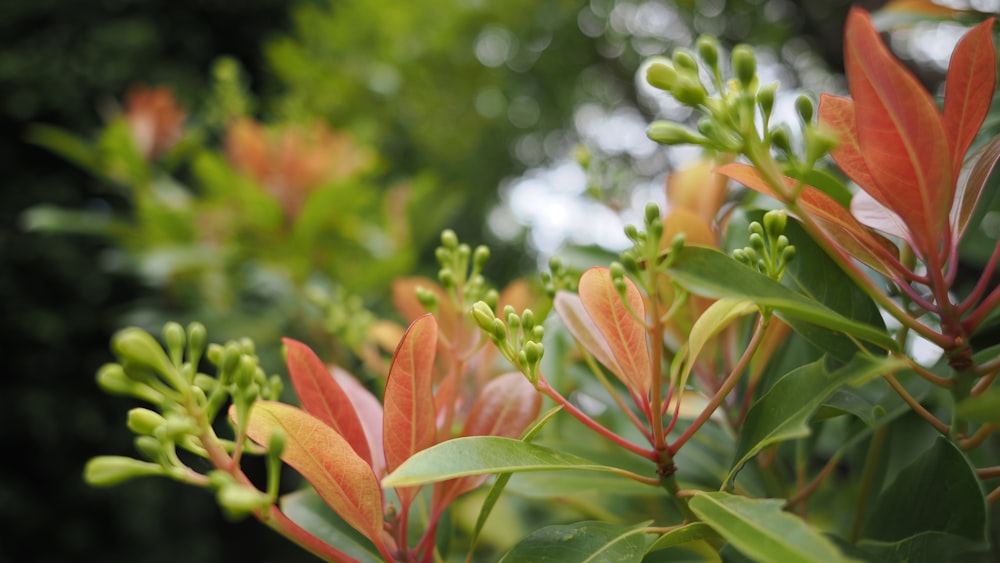 a close up of a tree with red and green leaves