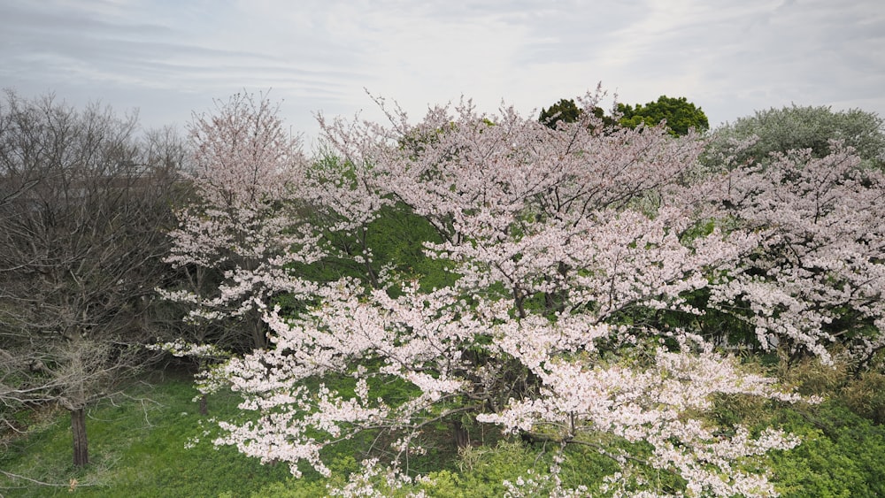 a group of trees that are in the grass