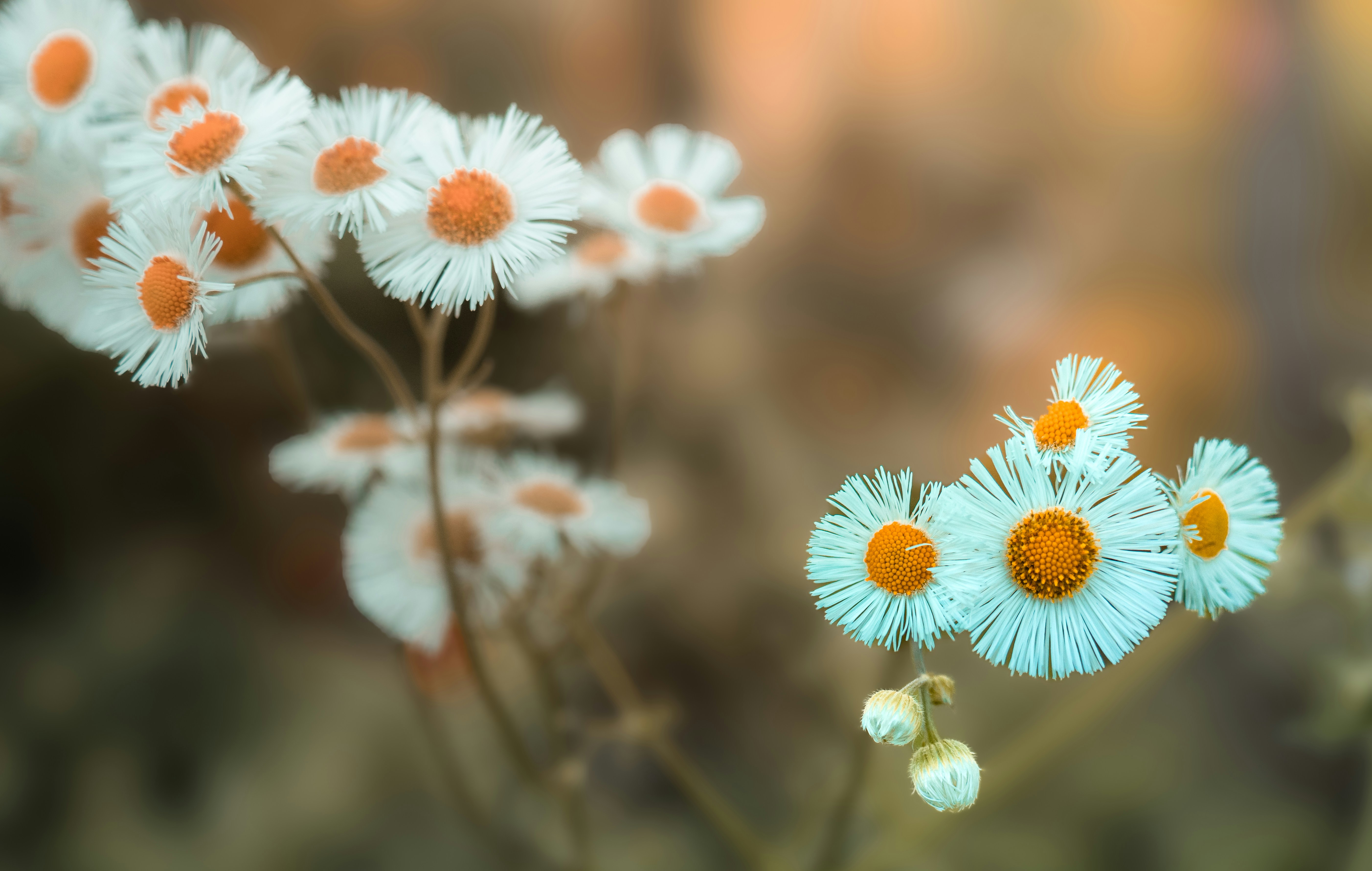 Photo by tomatopictures1