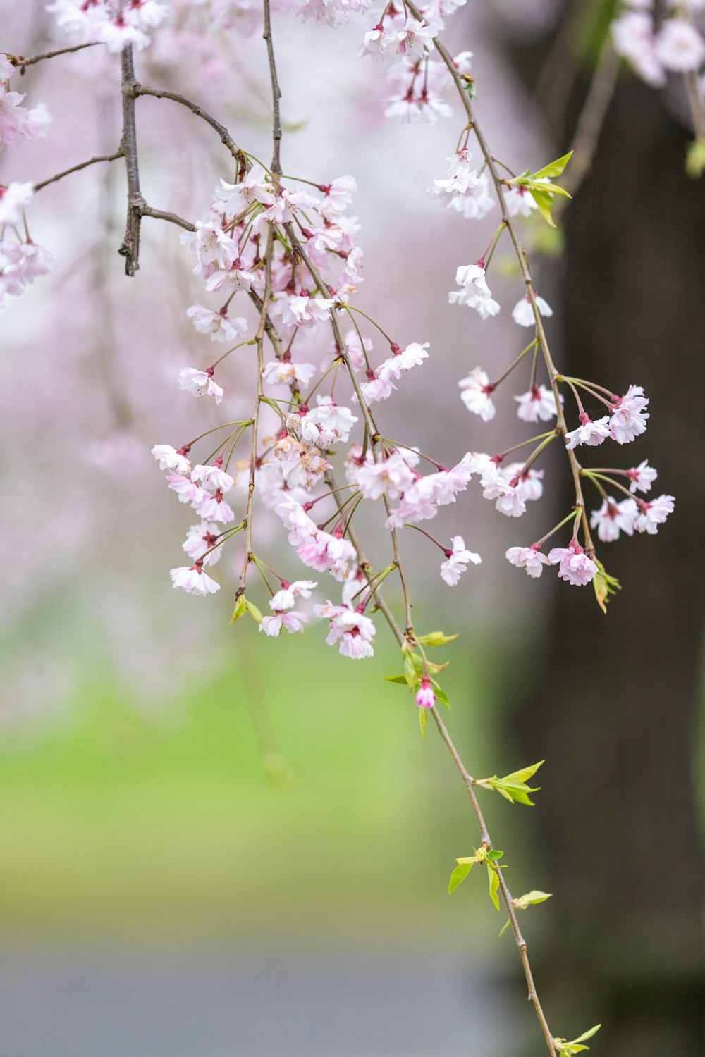 una rama de un árbol con flores rosadas