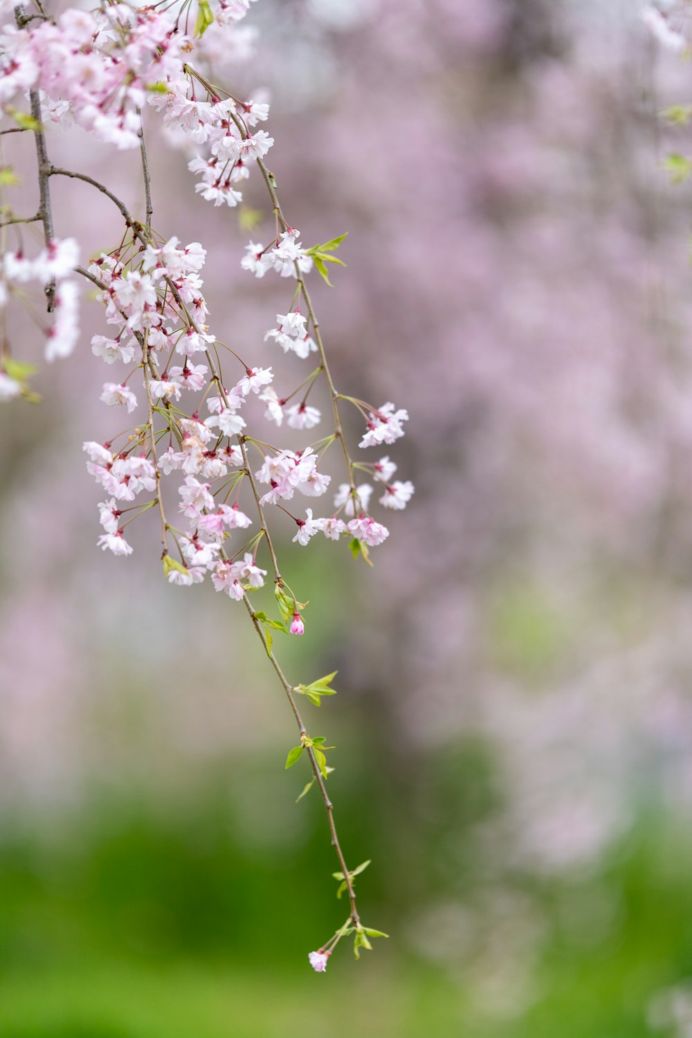 a close up of a tree with pink flowers