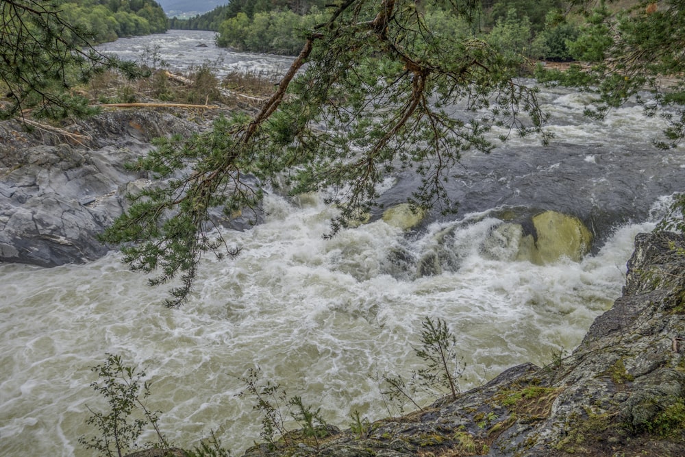 a view of a river with rapids and trees