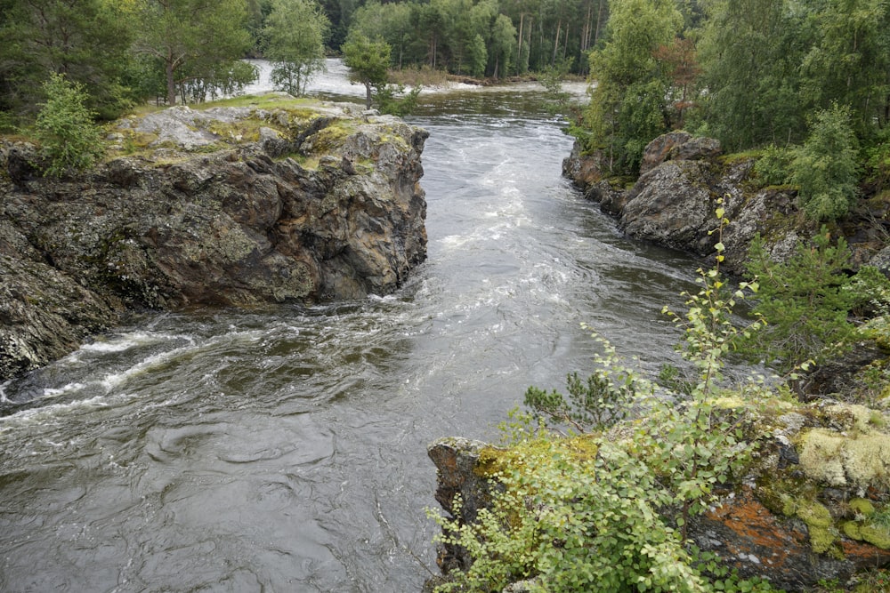 a river flowing through a lush green forest