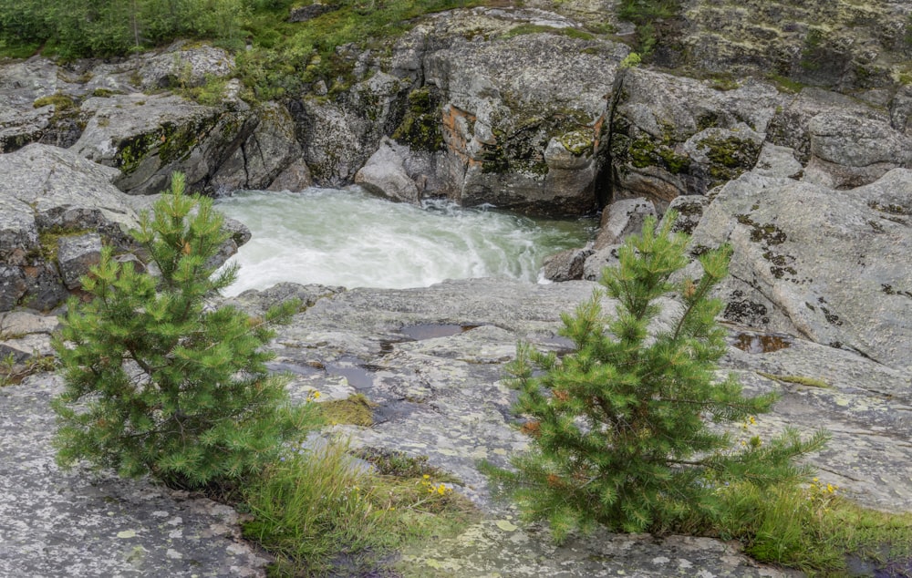 a river running through a rocky area next to a forest