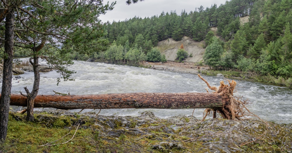 a fallen tree laying on top of a river