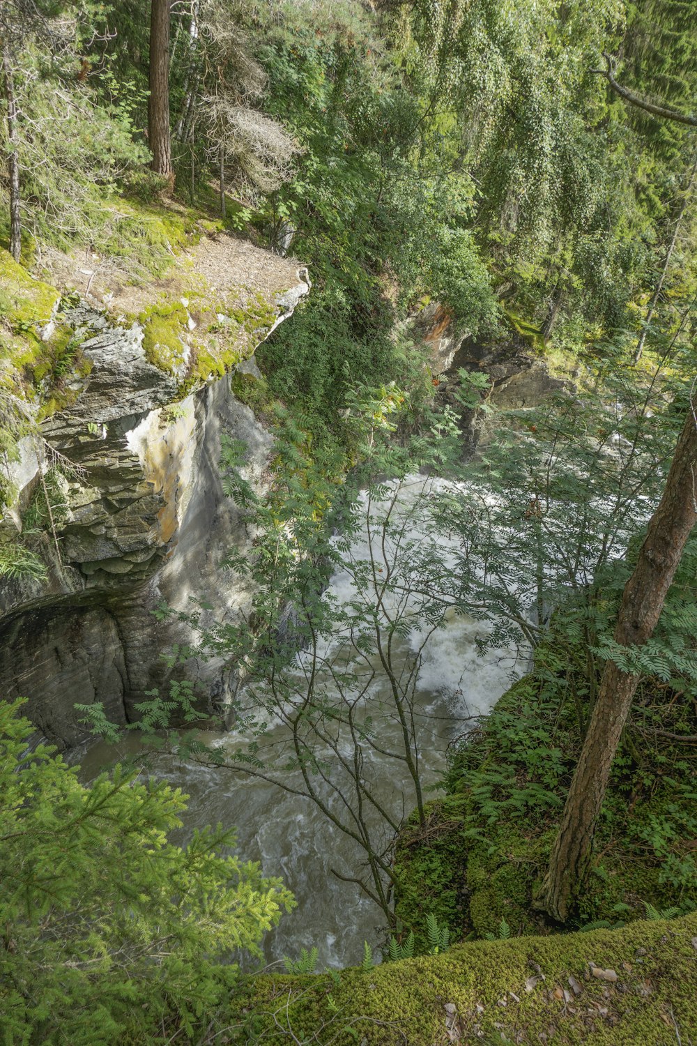 a river running through a lush green forest