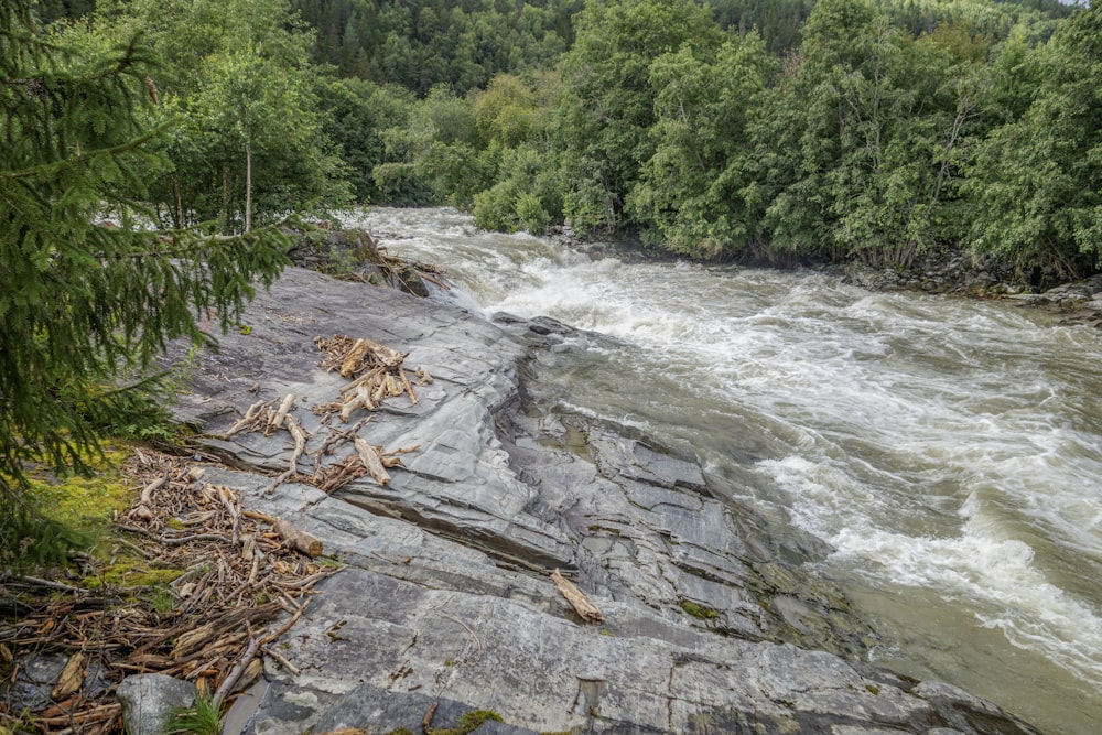 a river flowing through a lush green forest