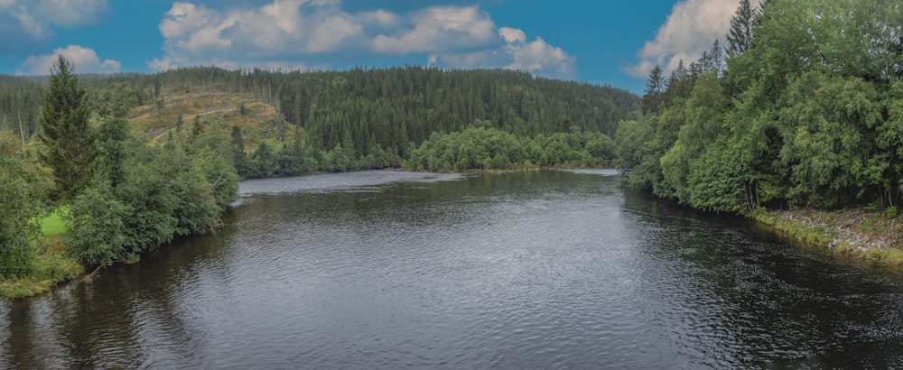 a river running through a lush green forest