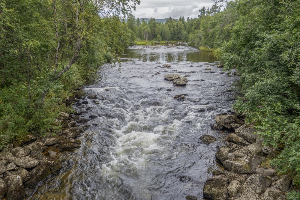 a river running through a lush green forest