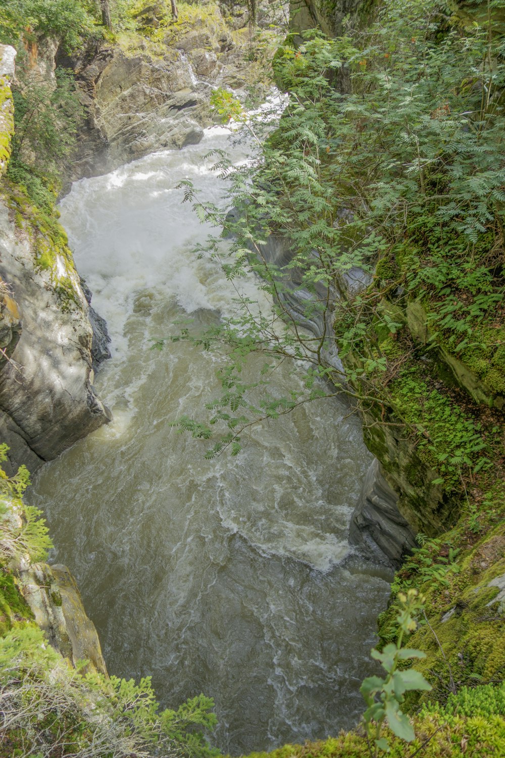 a river running through a lush green forest