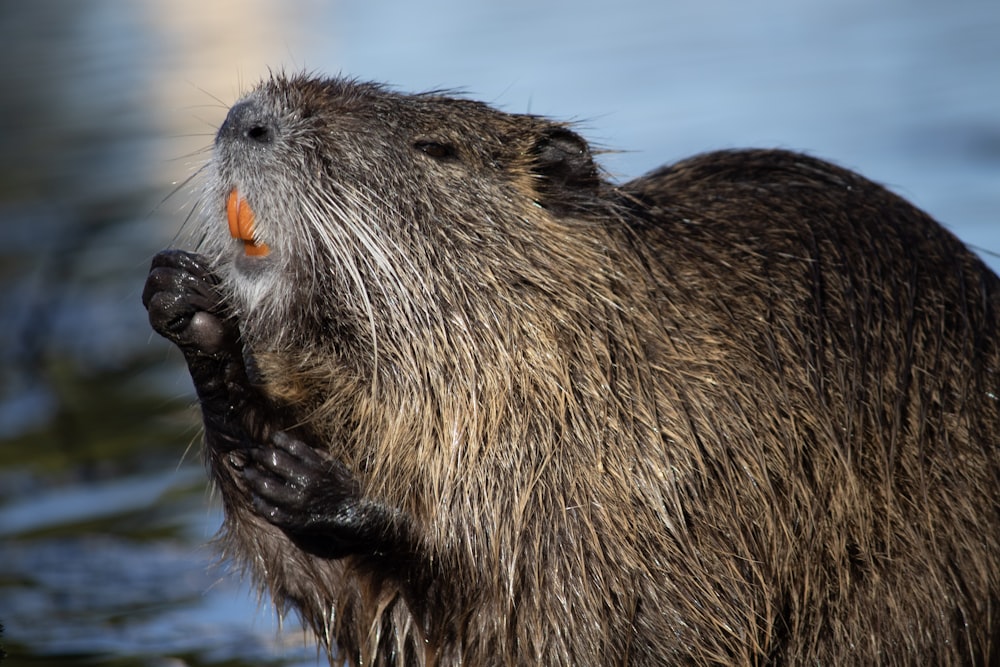 a close up of a beaver in the water