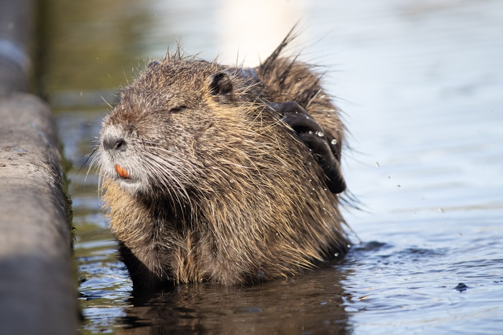 gros plan d’un animal mouillé dans un plan d’eau