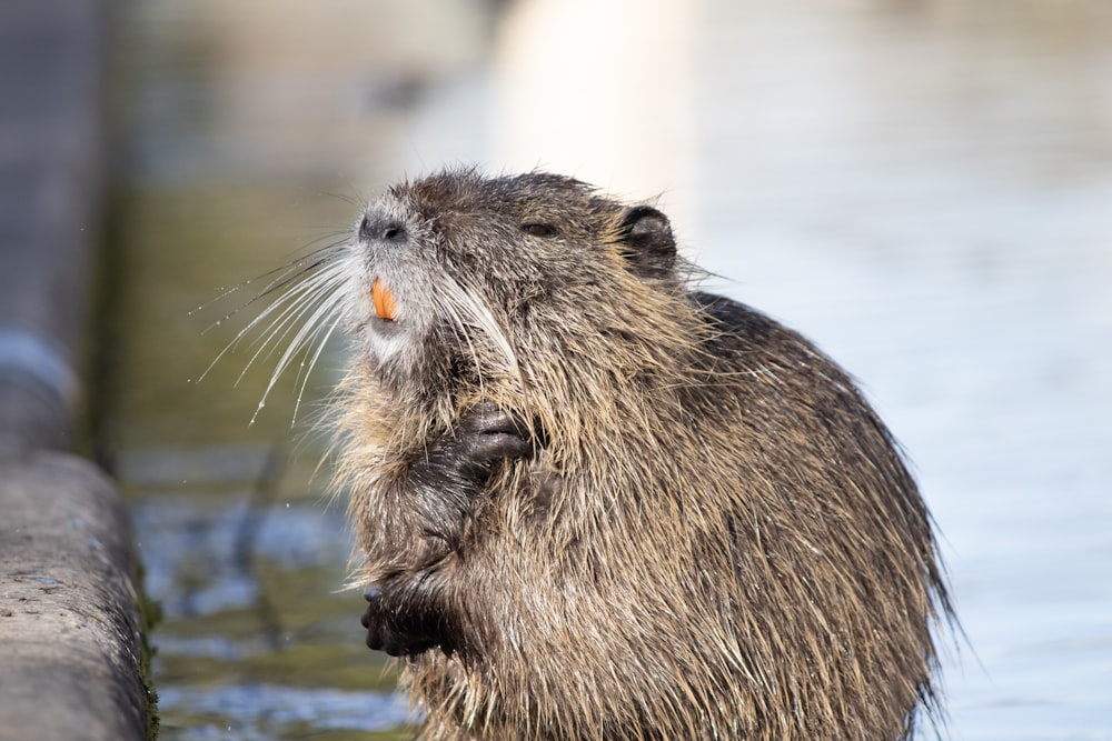 Nahaufnahme eines Bibers im Wasser