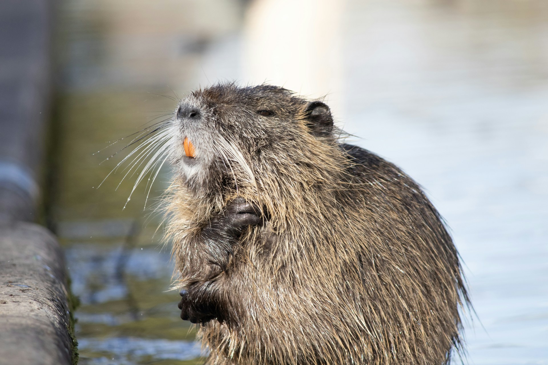 a close up of a beaver in the water