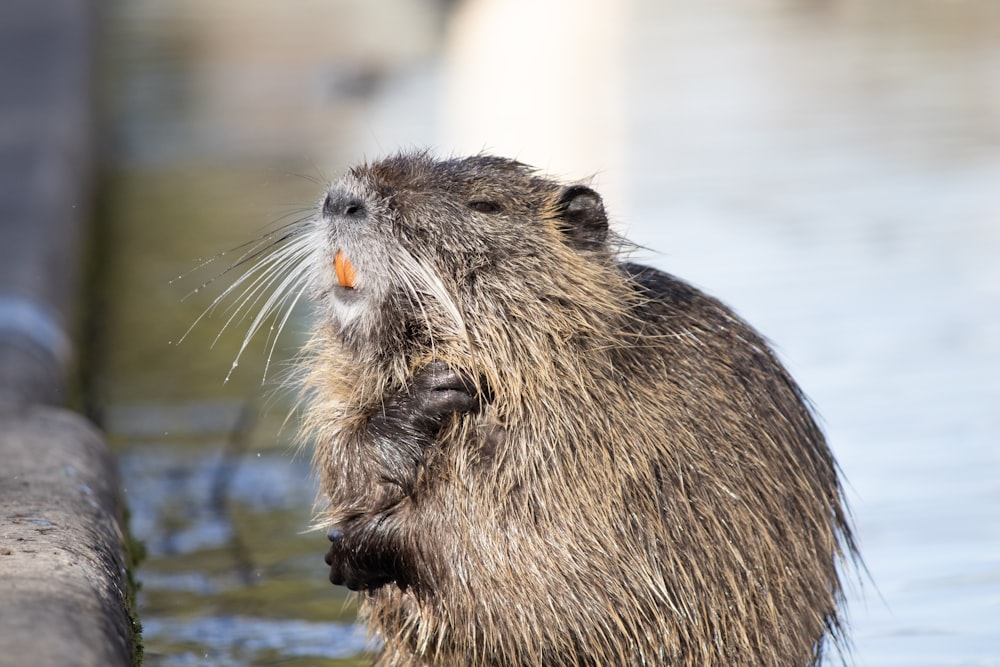a close up of a beaver in the water