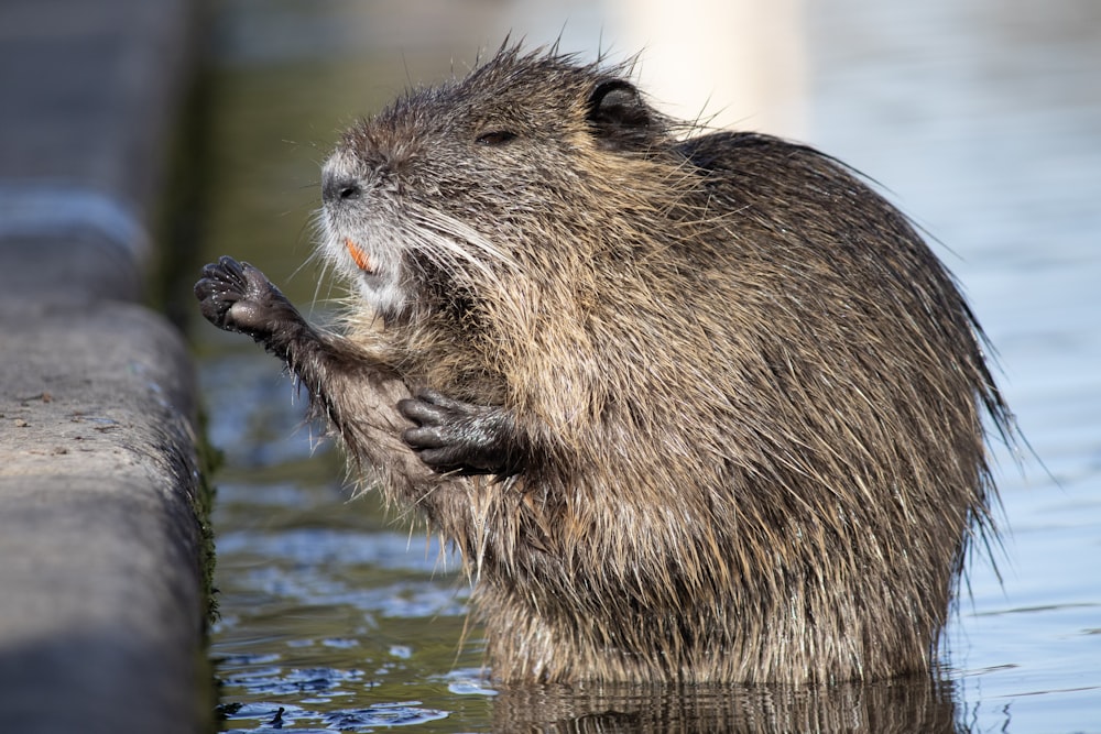 a close up of a animal in the water