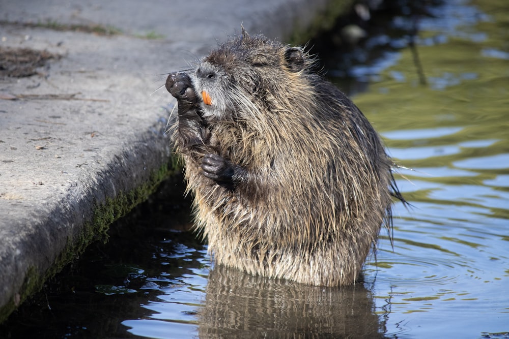 un castor debout dans l’eau, la gueule ouverte