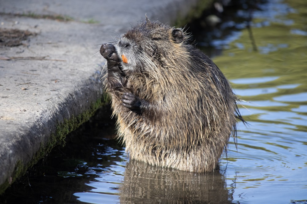 a beaver standing in the water with its mouth open