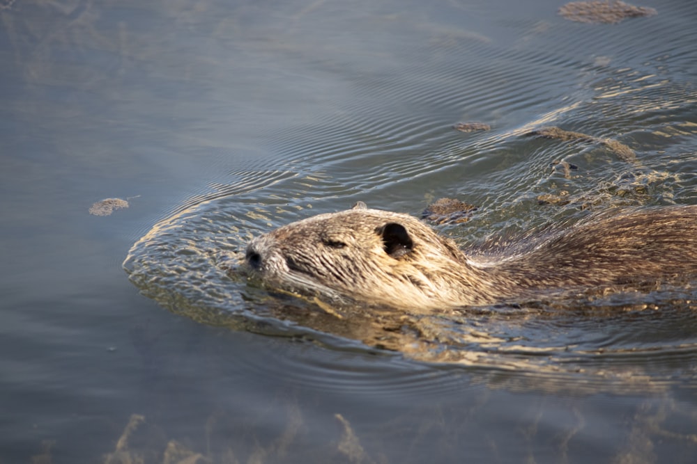 Un animal grande nadando en un cuerpo de agua