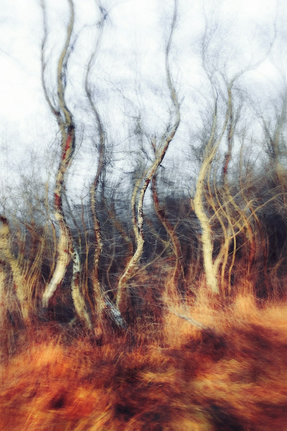 a blurry photo of trees in a forest