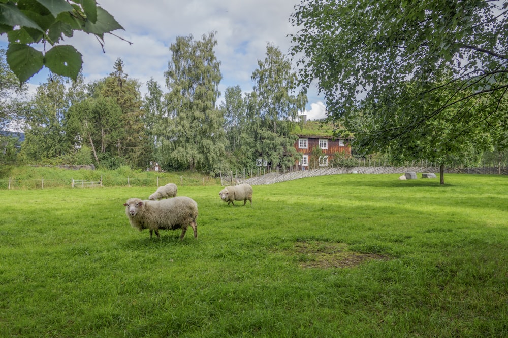 a couple of sheep standing on top of a lush green field