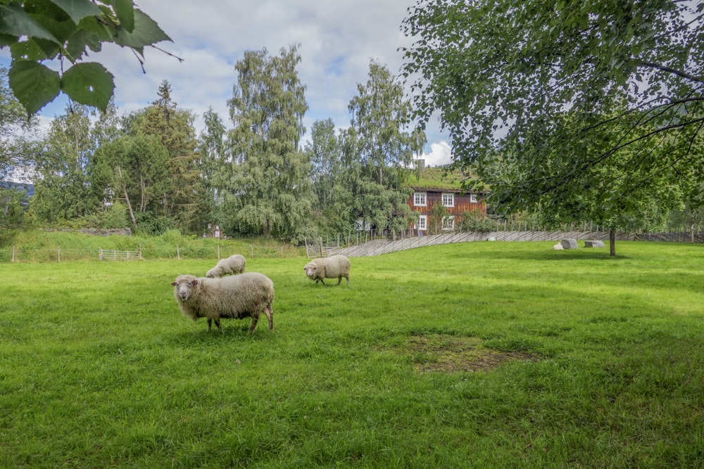 ein paar Schafe, die auf einem üppig grünen Feld stehen
