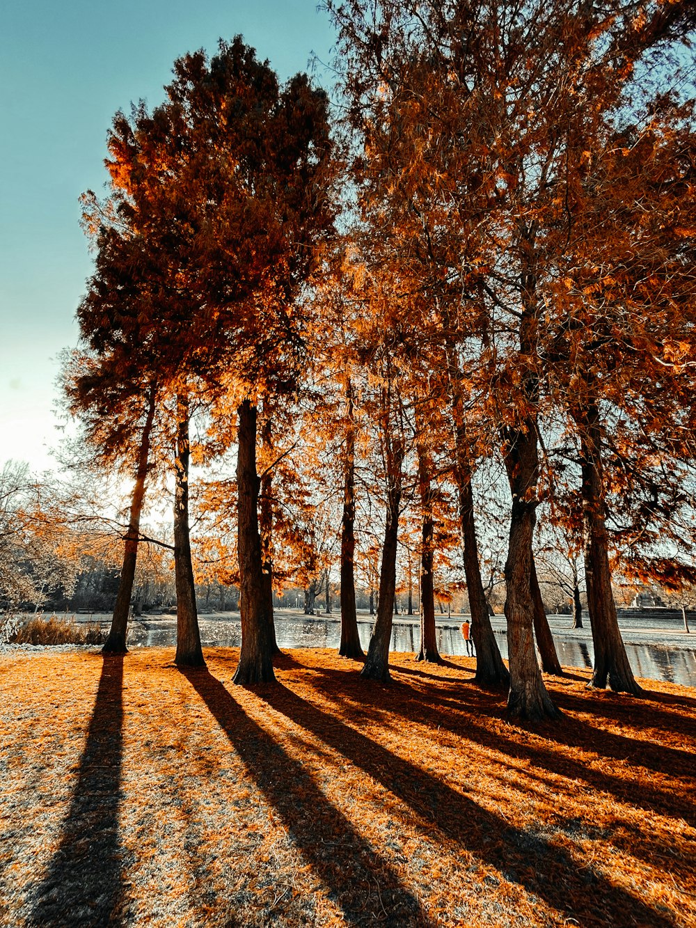 a row of trees casting long shadows on the ground