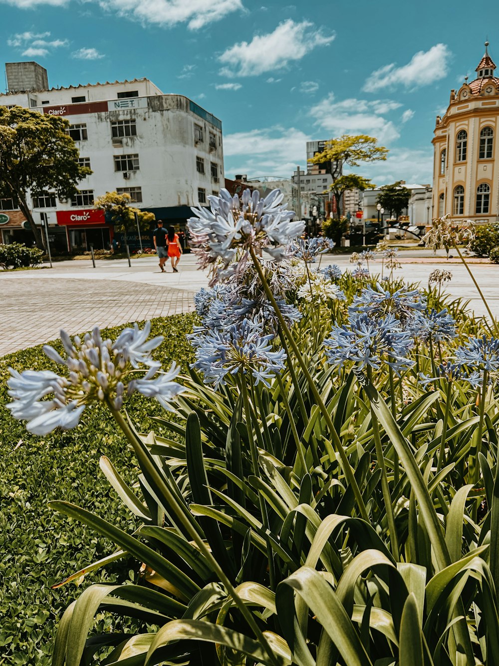 a bunch of flowers that are in the grass