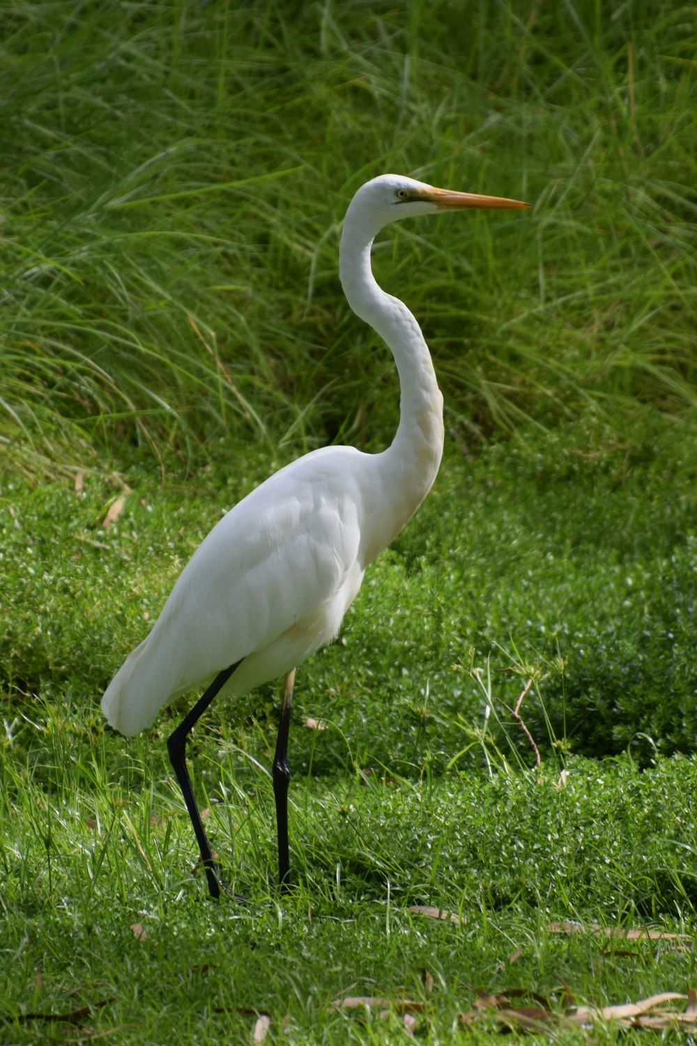 a white bird with a long neck standing in the grass