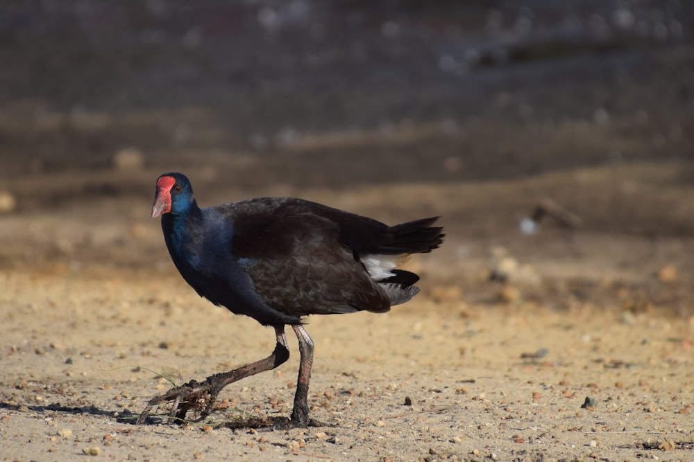 a black bird with a red head walking on a dirt ground